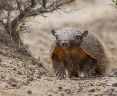 Chaetophractus villosus