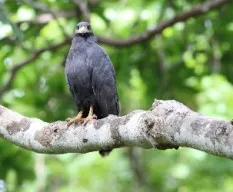 Buteogallus anthracinus