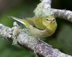 Oreothlypis peregrina