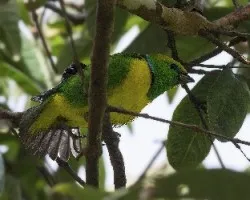 Chlorophonia callophrys