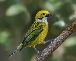 Tangara icterocephala