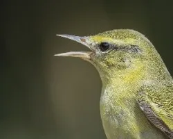 Oreothlypis peregrina
