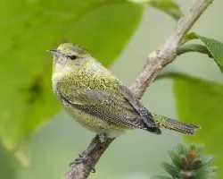 Oreothlypis peregrina