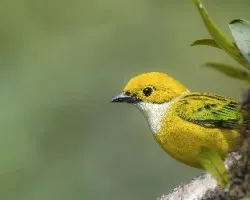 Tangara icterocephala