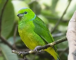 Chlorophonia callophrys