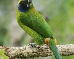 Aulacorhynchus prasinus