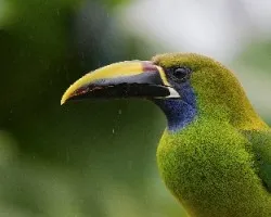 Aulacorhynchus prasinus