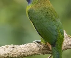 Aulacorhynchus prasinus