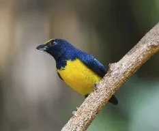 Euphonia imitans