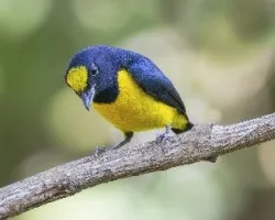 Euphonia imitans