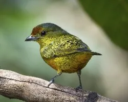Euphonia imitans