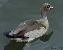 Alopochen aegyptiacus