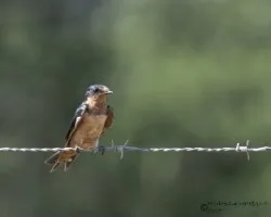 Hirundo rustica