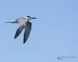 Thalasseus sandvicensis