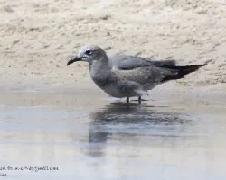 Leucophaeus atricilla