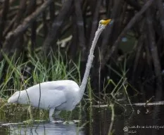 Ardea alba