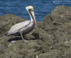 Pelecanus occidentalis