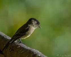 Empidonax atriceps