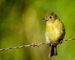 Empidonax flavescens