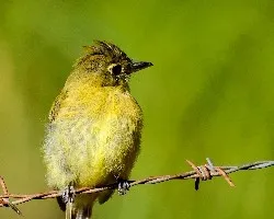 Empidonax flavescens