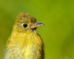 Empidonax flavescens