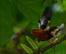 Machaeropterus deliciosus