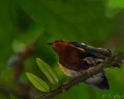 Machaeropterus deliciosus