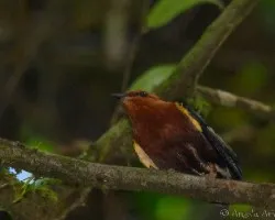 Machaeropterus deliciosus