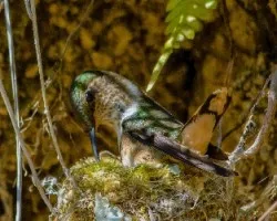 Selasphorus flammula