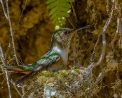 Selasphorus flammula
