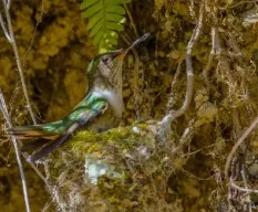 Selasphorus flammula