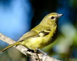 Vireo carmioli