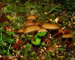 Un pedacito de suelo