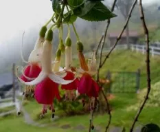 Fuchsia hybrida