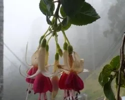 Fuchsia hybrida