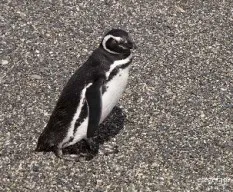 Spheniscus magellanicus