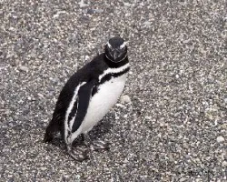 Spheniscus magellanicus