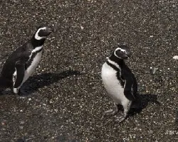 Spheniscus magellanicus