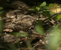 Nyctidromus albicollis