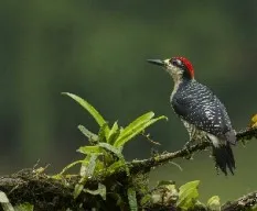 Melanerpes pucherani