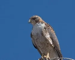 Buteo polyosoma