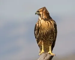 Buteo polyosoma