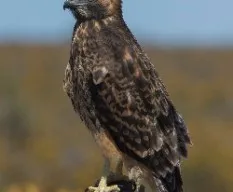 Buteo polyosoma