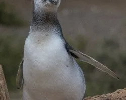 Spheniscus magellanicus