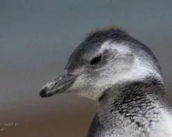 Spheniscus magellanicus