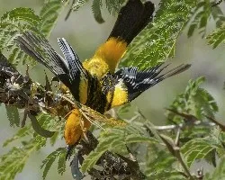 Icterus pustulatus