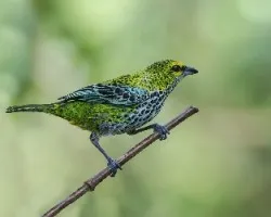 Tangara guttata