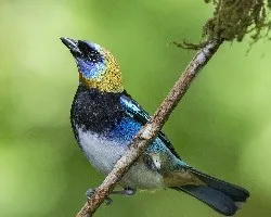 Tangara larvata