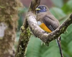 Trogon aurantiiventris