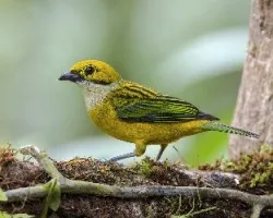 Tangara icterocephala